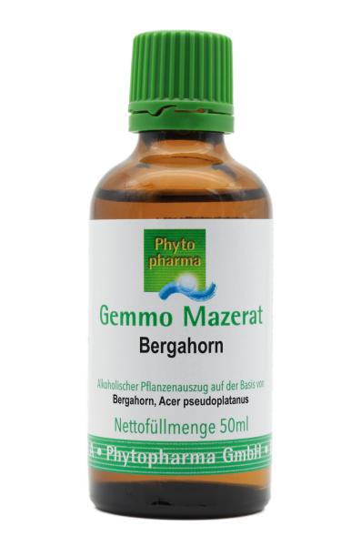 Gemmo Mazerat Bergahorn (Acer pseudoplatanus)